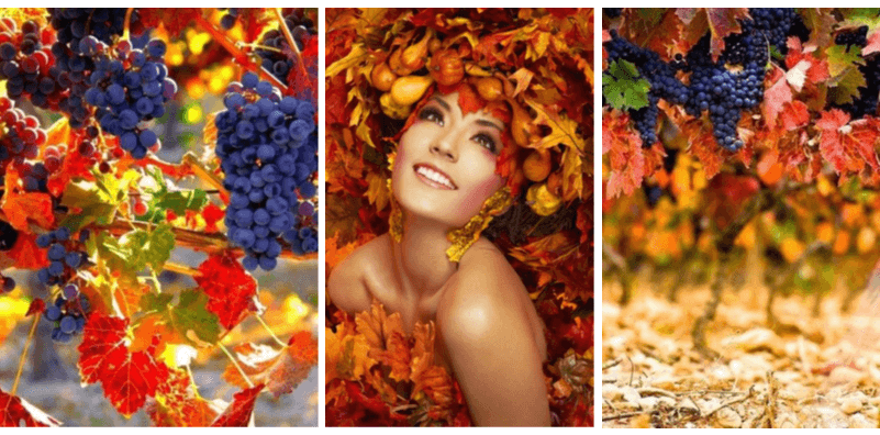 Spa-программа «Осенний виноград» от студии "Organic" в Новосибирске!
